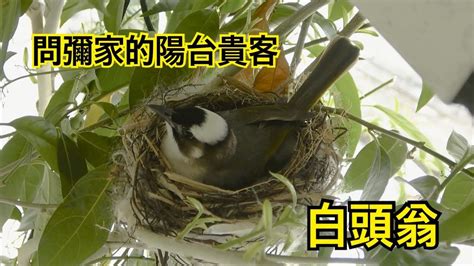 白頭翁築巢徵兆|白頭翁雛育十二天：從鳥寶寶到離巢